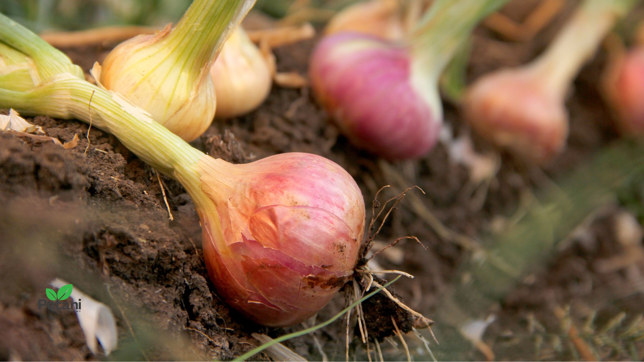 Cara Tanam Bawang Merah — Panduan Lengkap dari Biji hingga Tuai