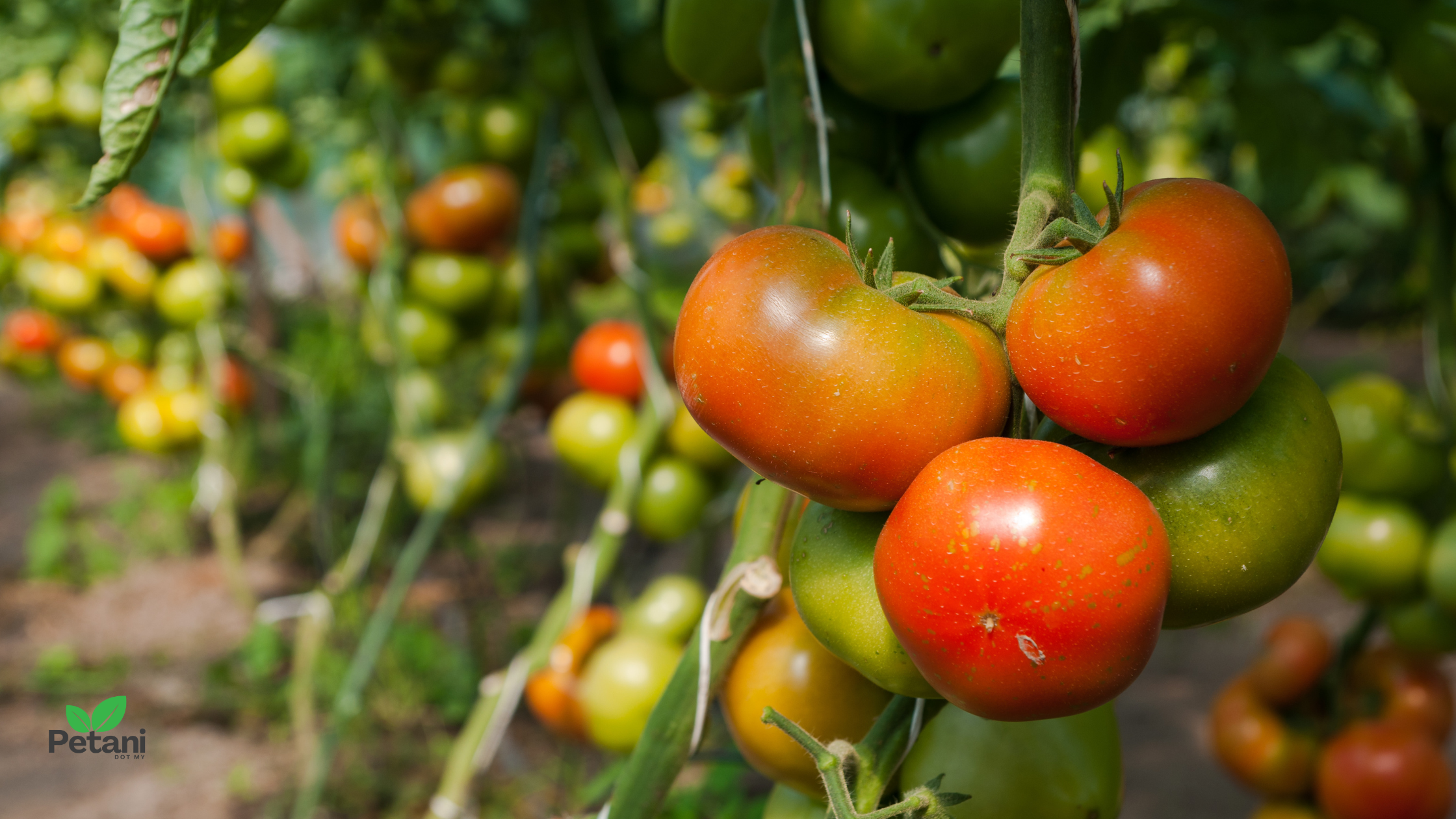 Cara Tanam Pokok Tomato di Rumah untuk Hasil Maksimum
