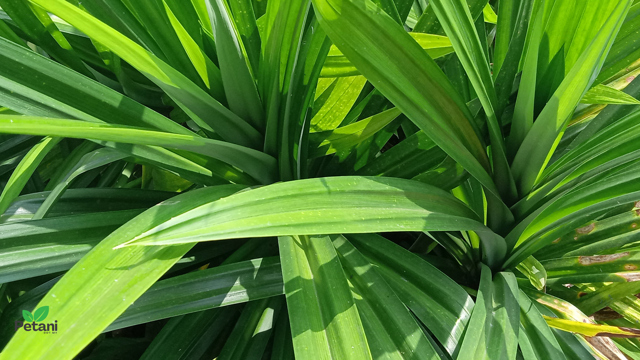 Panduan Lengkap Cara Tanam Pokok Pandan di Rumah