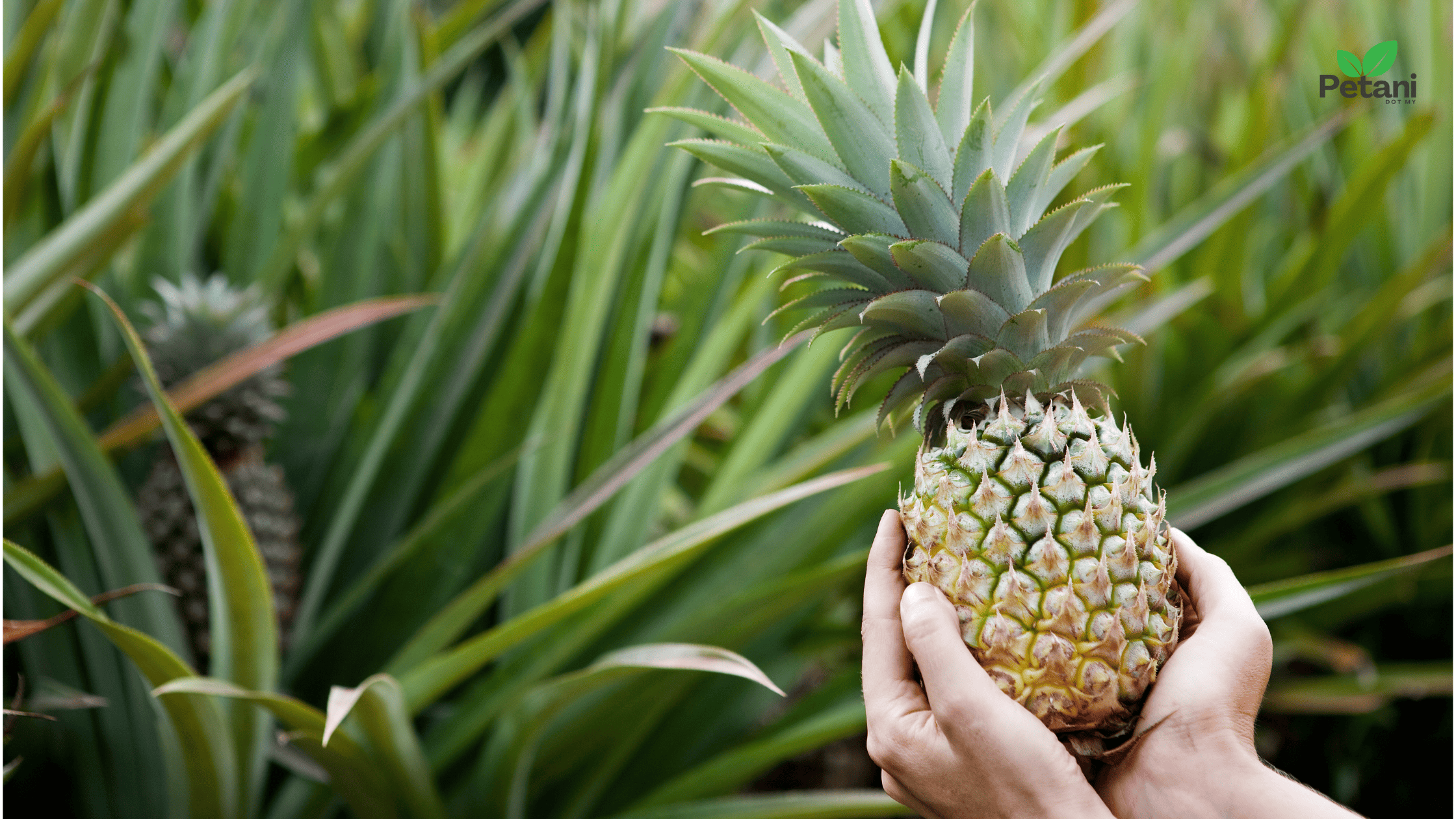 Cara Tanam Nanas MD2 — 7 Langkah Mudah Hasil Buah Manis & Berair