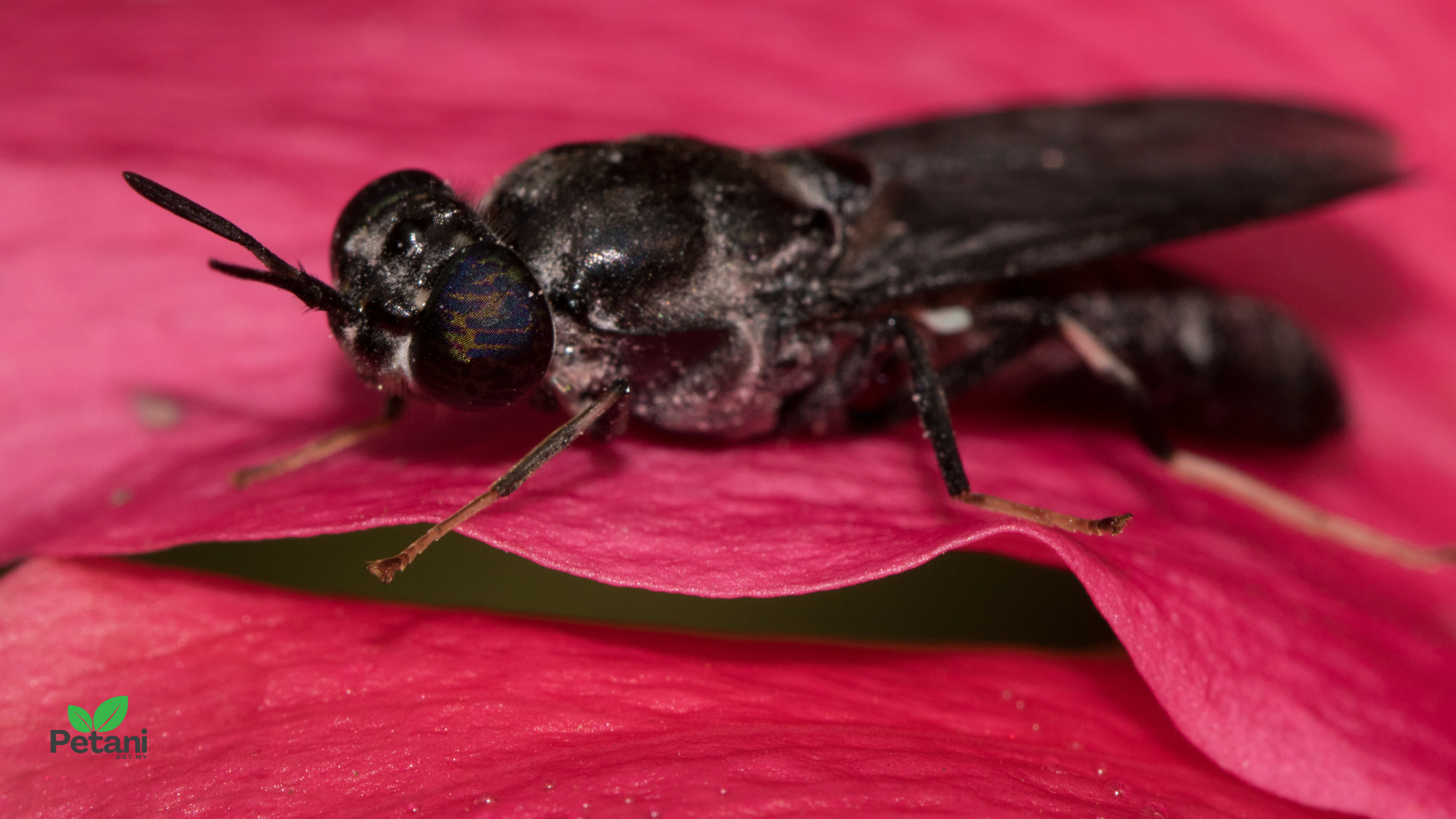 Serangga Black Soldier Fly: Mengenal Perosak yang Mengancam Industri Lebah Kelulut Malaysia