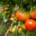 Cara Tanam Pokok Tomato di Rumah