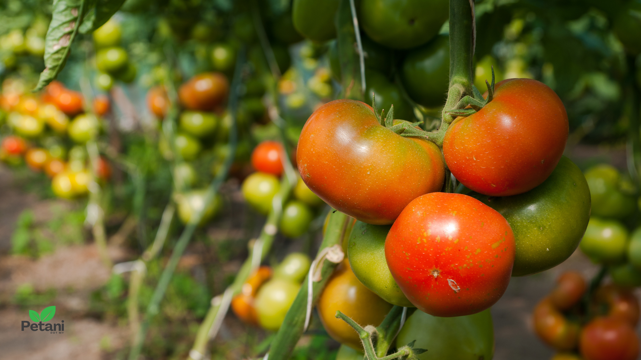 Cara Tanam Pokok Tomato di Rumah