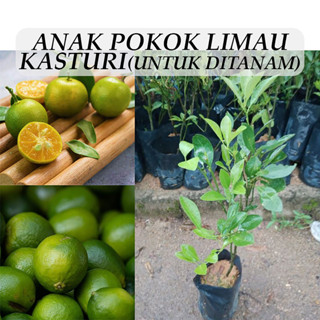 Anak pokok limau kasturi