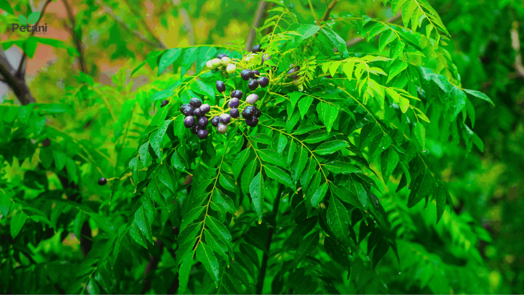 Cara tanam pokok kari