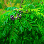 Cara tanam pokok kari