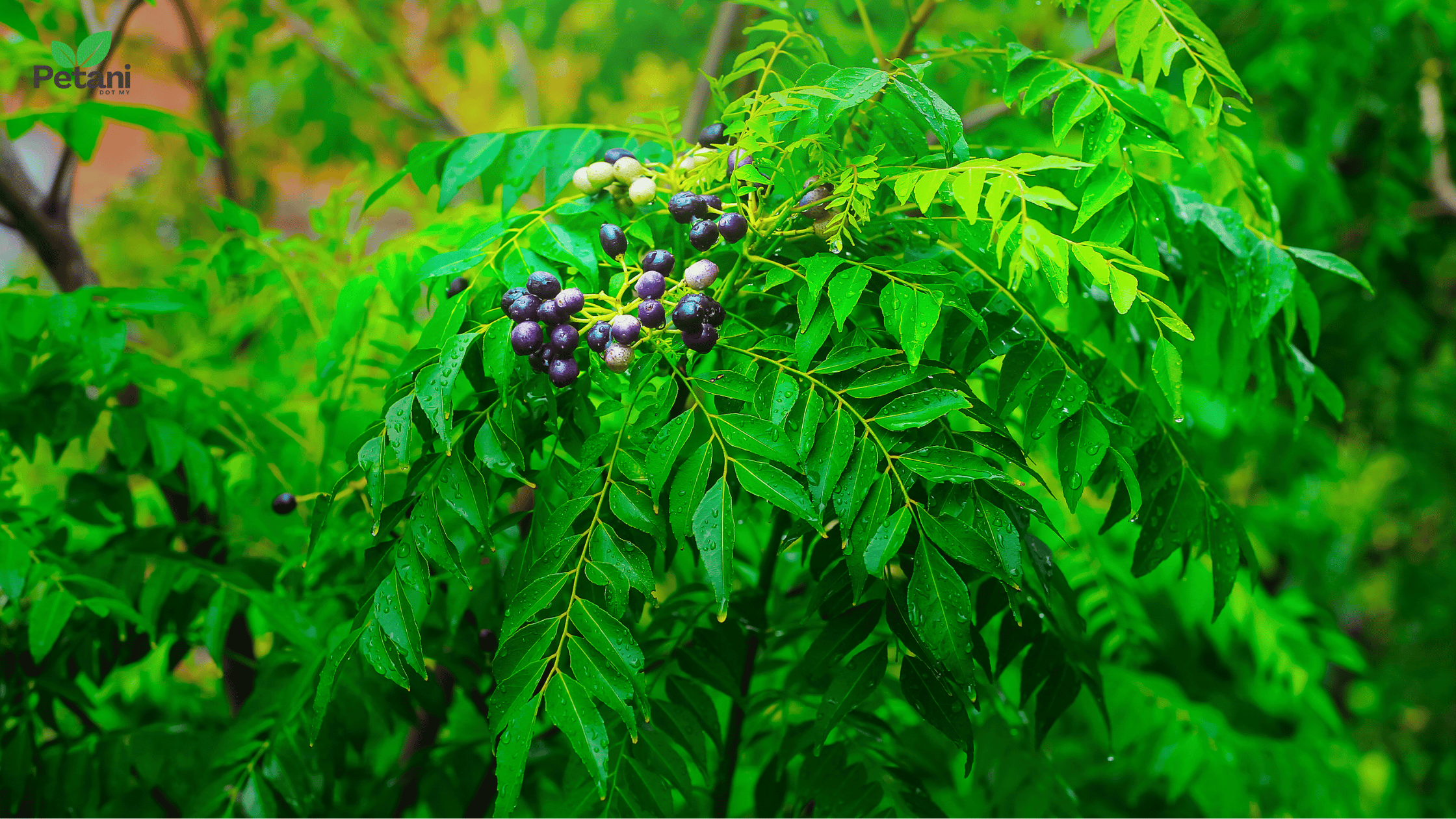 Cara tanam pokok kari