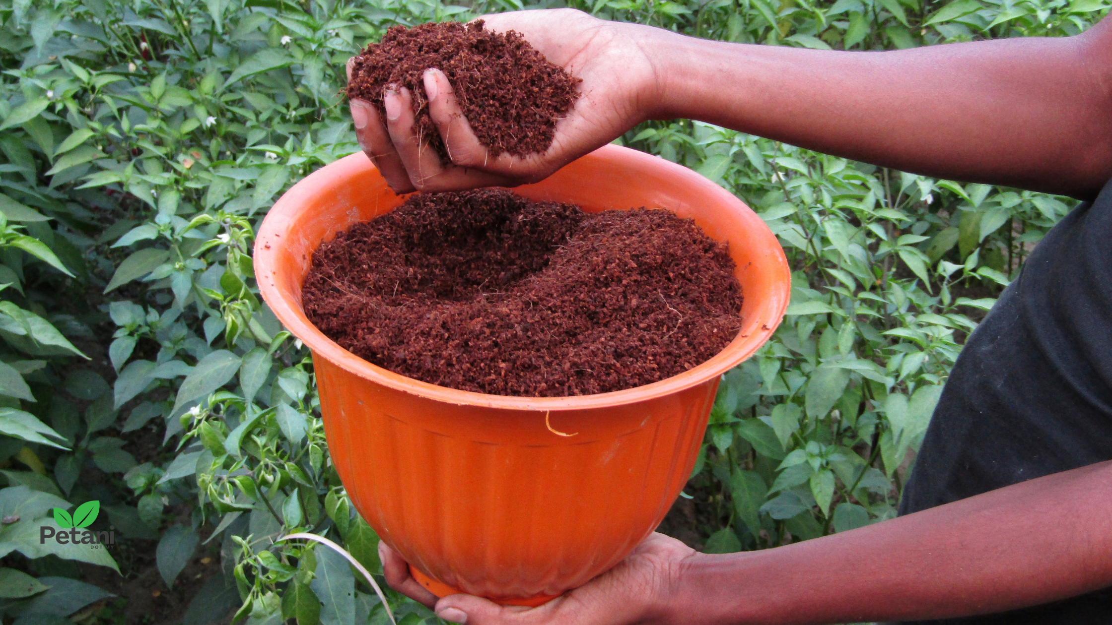 Kegunaan cocopeat