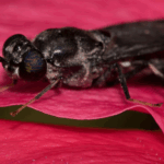 Serangga Black Soldier Fly