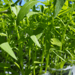 cara tanam kangkung
