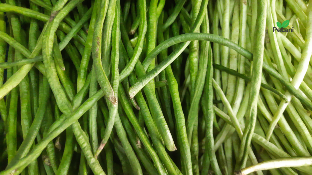 Cara Tanam Kacang Panjang
