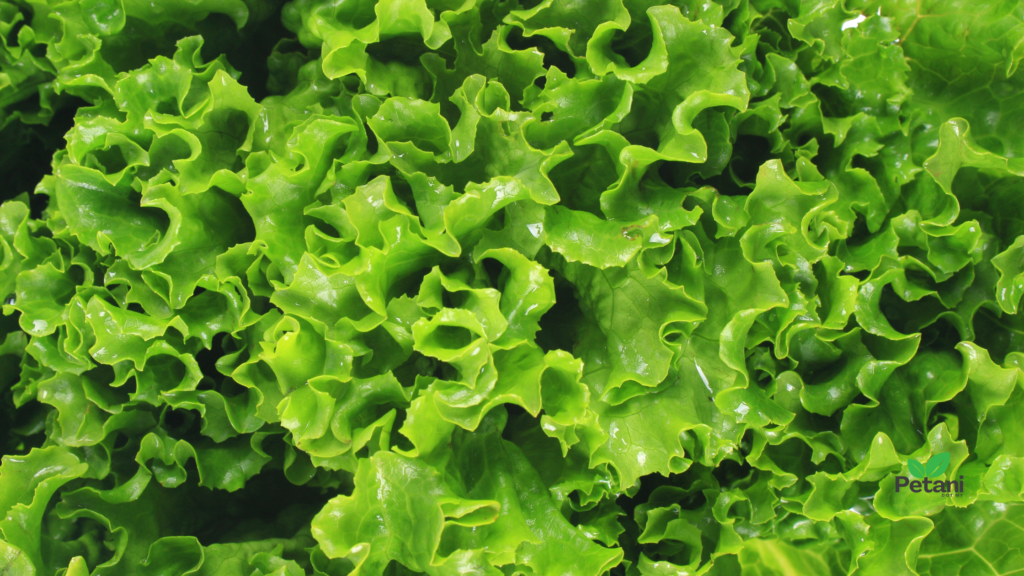 Cara Tanam Salad