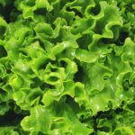 Cara Tanam Salad
