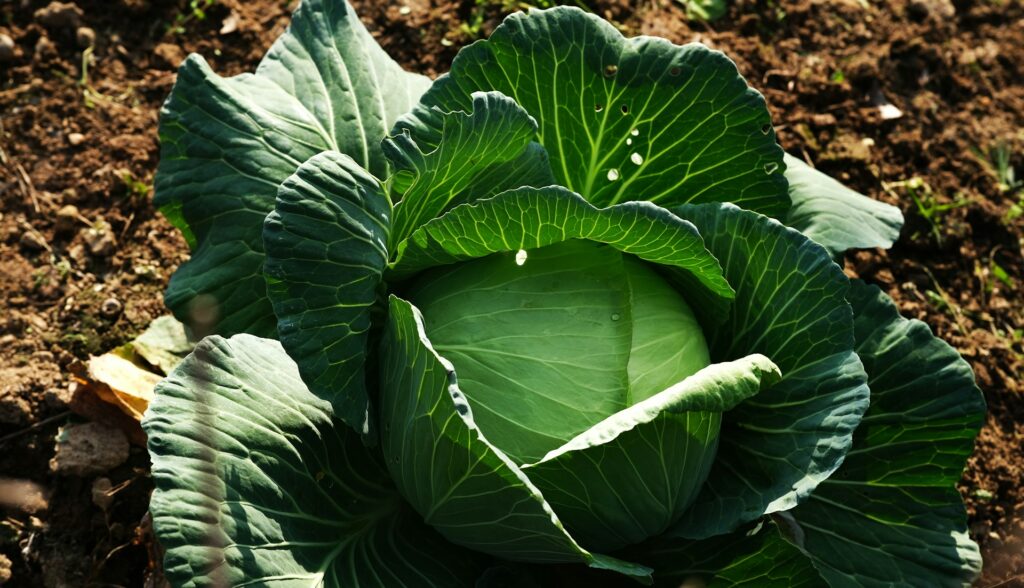Cara tanam kobis - kobis hijau segar tumbuh di kebun sayur