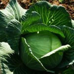 Cara tanam kobis - kobis hijau segar tumbuh di kebun sayur